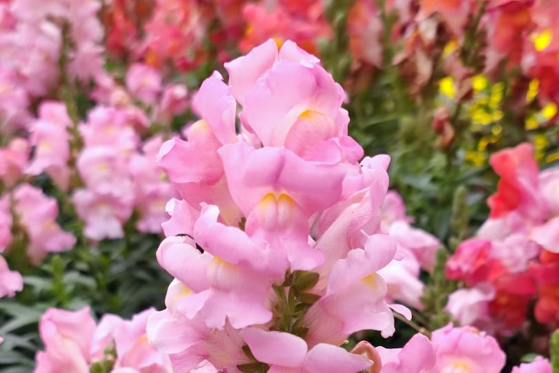 snapdragon flower bouguets