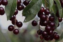 Black Gold Cherry