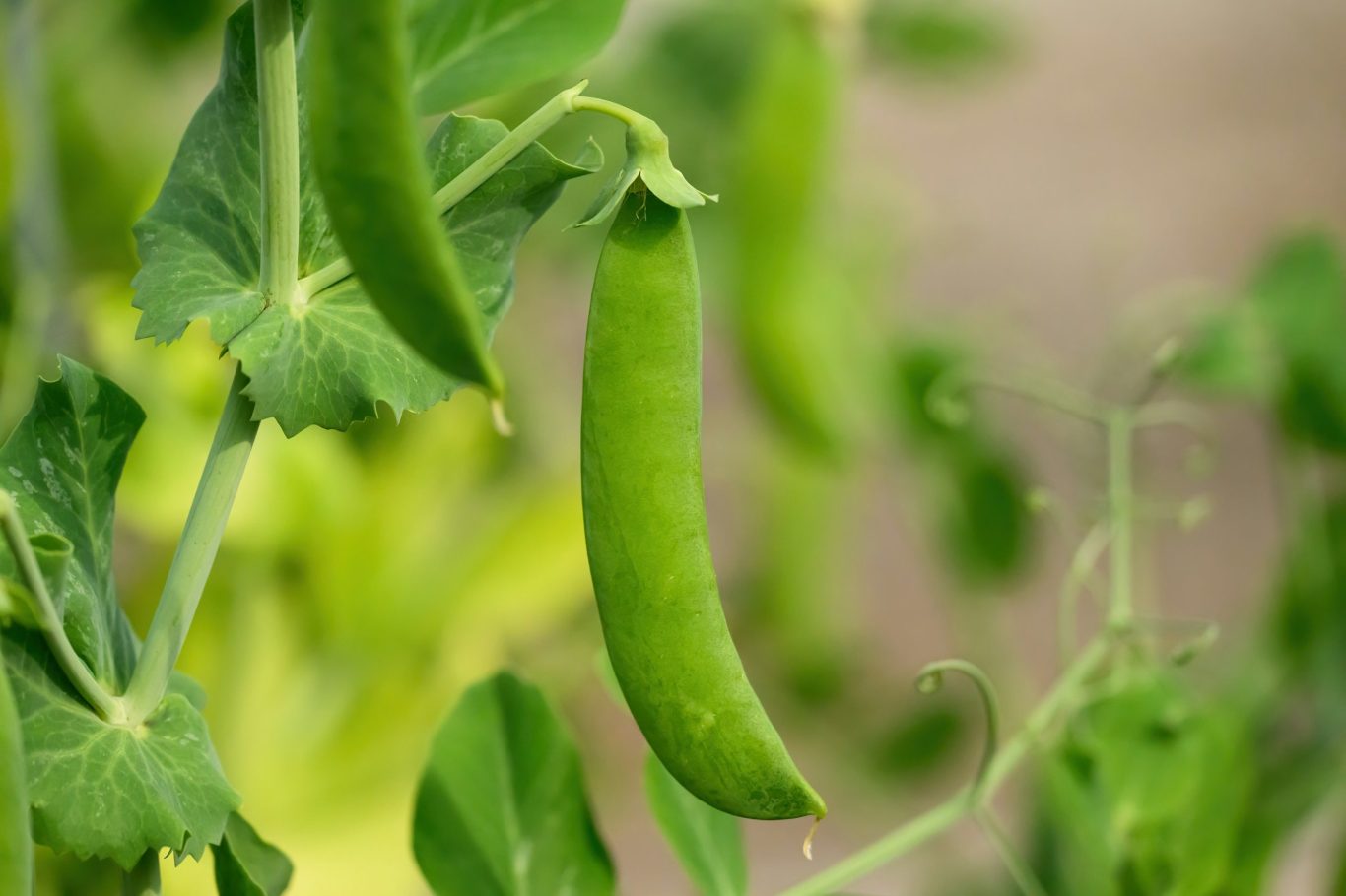 pea plant
