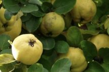 Orange Quince
