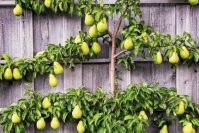 Espalier 3 Tiered Pear Tree