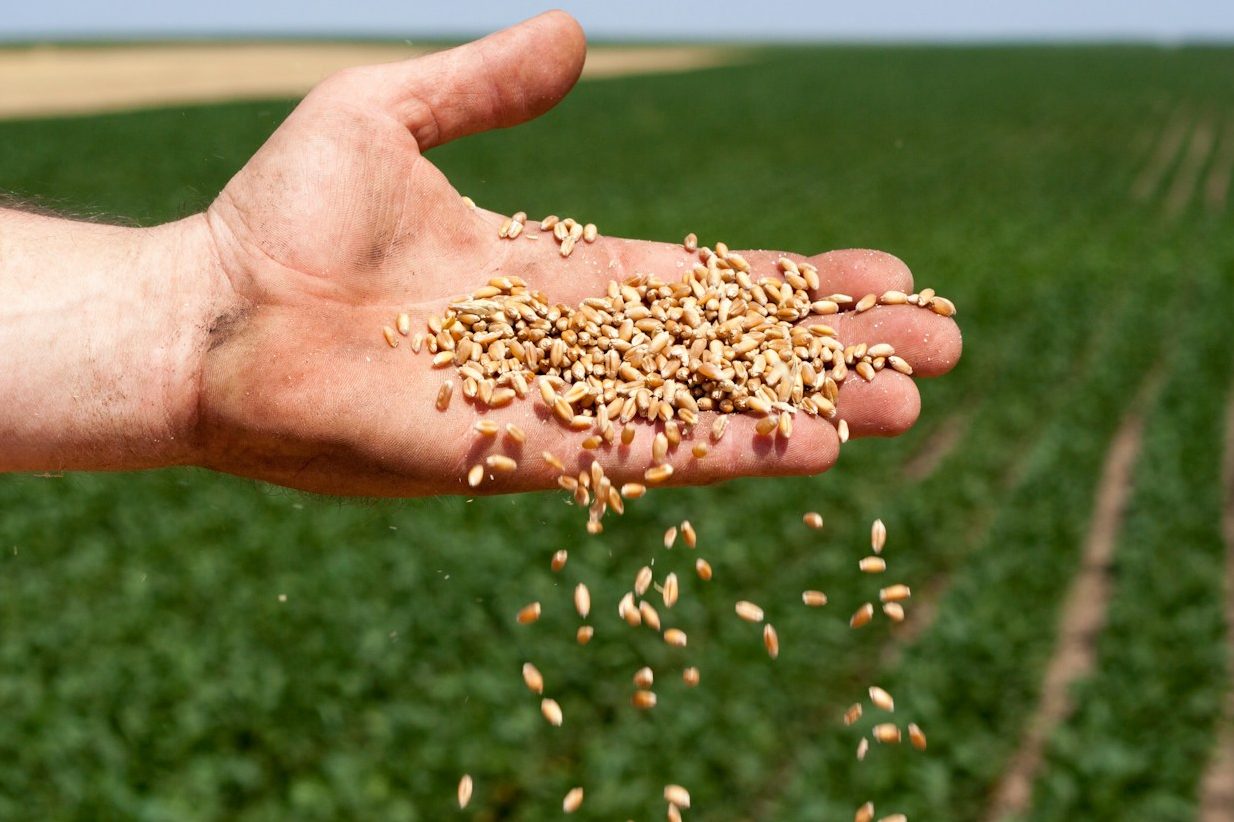 hand full of seeds