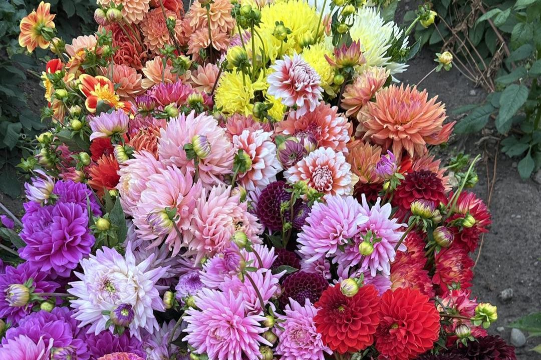mixed flower bouquets
