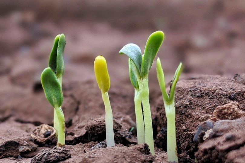 seedlings